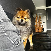 Milo participe au concours pour gagner de l'argent avec cette photo : dog, pomeranian, fluffy, pet, indoor, living_room, sofa, leather_couch, jeans, person, curious, modern_decor, lamp, wooden_sculpture, black, gray, furniture, cute, animal, companion