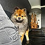 dog, pomeranian, fluffy, pet, indoor, living_room, sofa, leather_couch, jeans, person, curious, modern_decor, lamp, wooden_sculpture, black, gray, furniture, cute, animal, companion