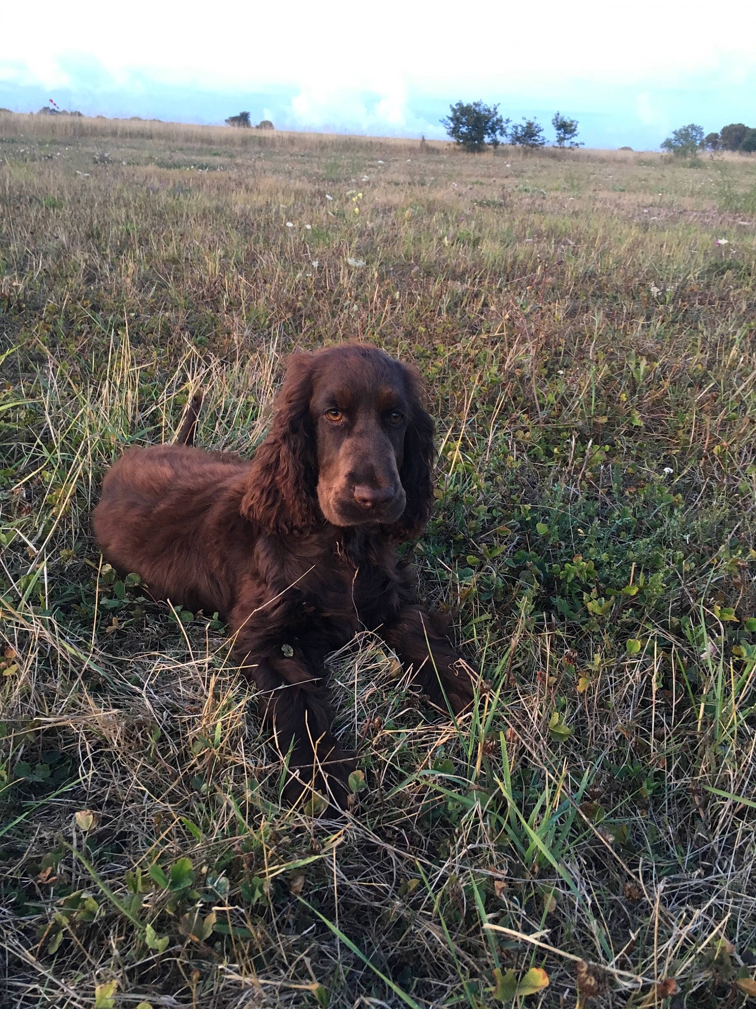 Peter a rejoint le concours — aidez-le/la à gagner de superbes lots ! boykin_spaniel, canidae, carnivore, cocker_spaniel, dog, dog_breed, field_spaniel, field_trial, german_longhaired_pointer, german_spaniel, hunting_dog, liver, mammal, picardy_spaniel, pont_audemer_spaniel, retriever, spaniel, sporting_group, sussex_spaniel, vertebrate
