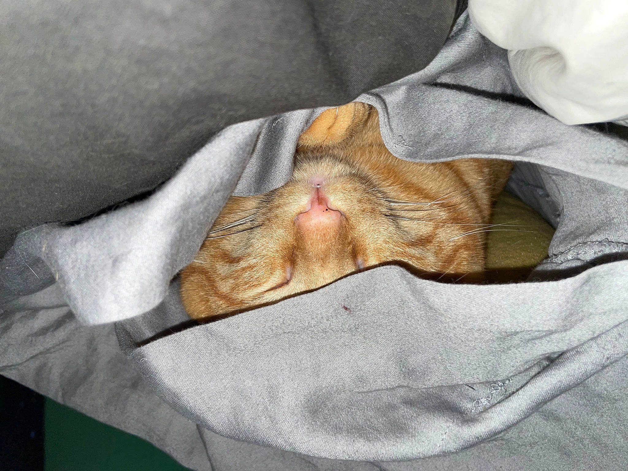 Ajax joined the competition — help win amazing prizes! bedding, carnivore, cat, claw, comfort, domestic_short_haired_cat, eyelash, fawn, felidae, fur, gesture, human_leg, linens, nail, nap, small_to_medium_sized_cats, textile, whiskers, wrinkle, wrist