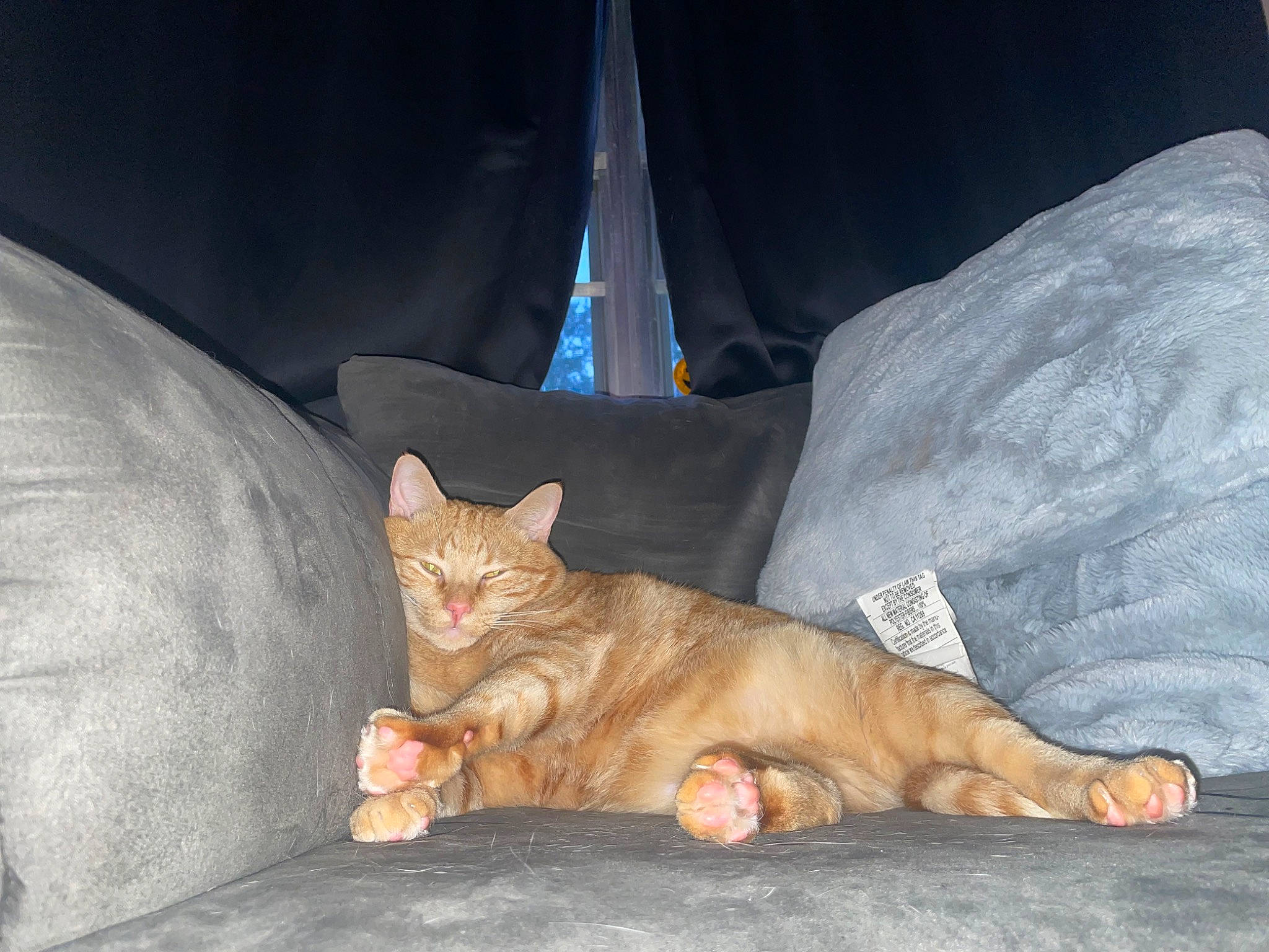 Ajax is registered to the contest to win money with this photo: car_seat, carnivore, cat, claw, comfort, couch, domestic_short_haired_cat, fawn, felidae, foot, fur, human_leg, leg, paw, sitting, small_to_medium_sized_cats, snout, tail, whiskers, window