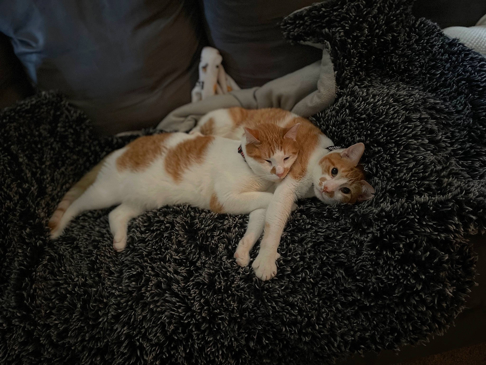 Cookie Monster joined the competition — help win amazing prizes! canidae, carnivore, cat, claw, comfort, companion_dog, couch, domestic_short_haired_cat, fawn, felidae, flooring, fur, paw, small_to_medium_sized_cats, snout, tail, terrestrial_animal, whiskers, wood