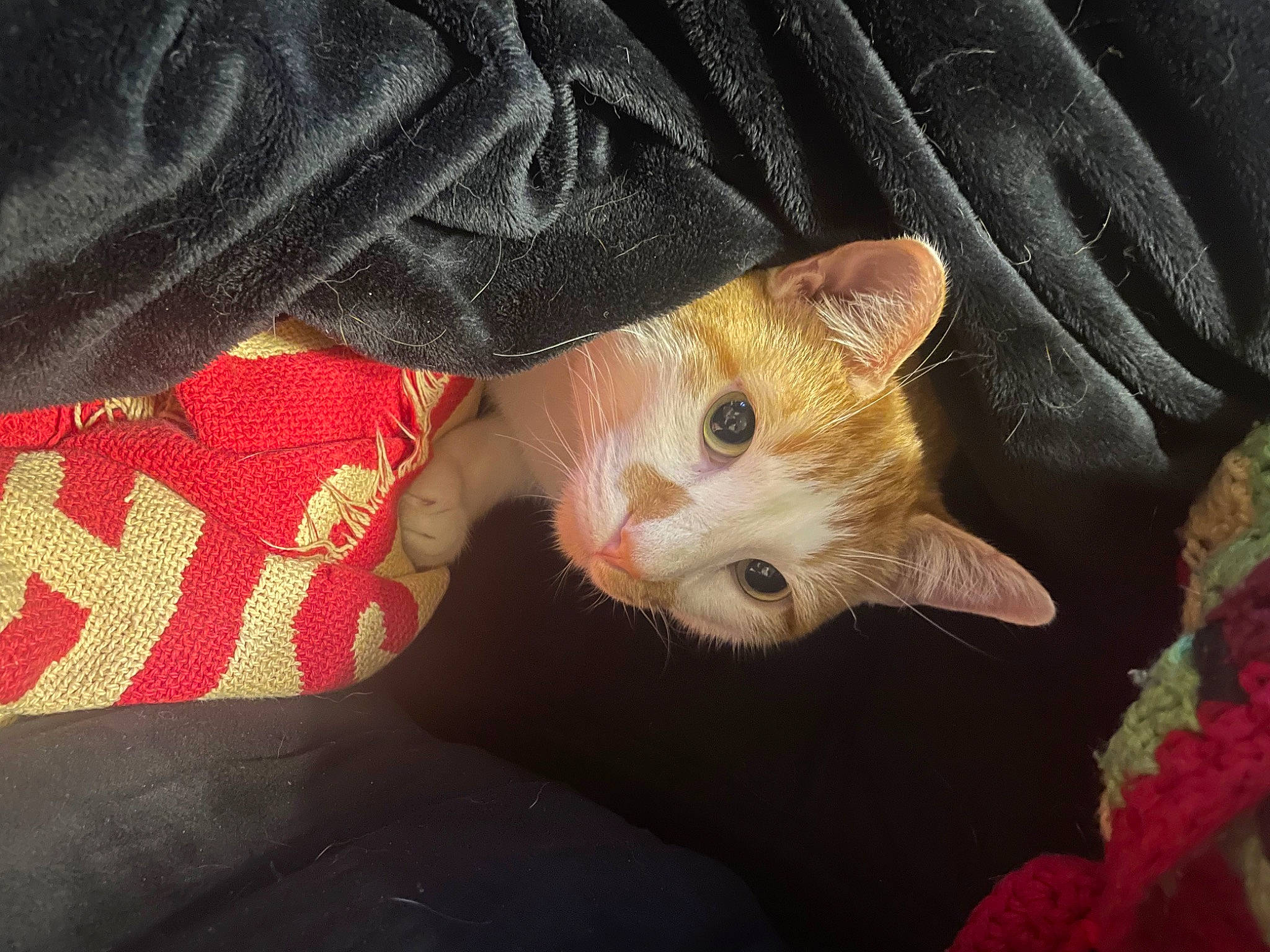 Cookie Monster joined the competition — help win amazing prizes! carnivore, cat, claw, domestic_short_haired_cat, fawn, felidae, fur, gesture, lap, nail, pattern, paw, small_to_medium_sized_cats, tail, textile, whiskers