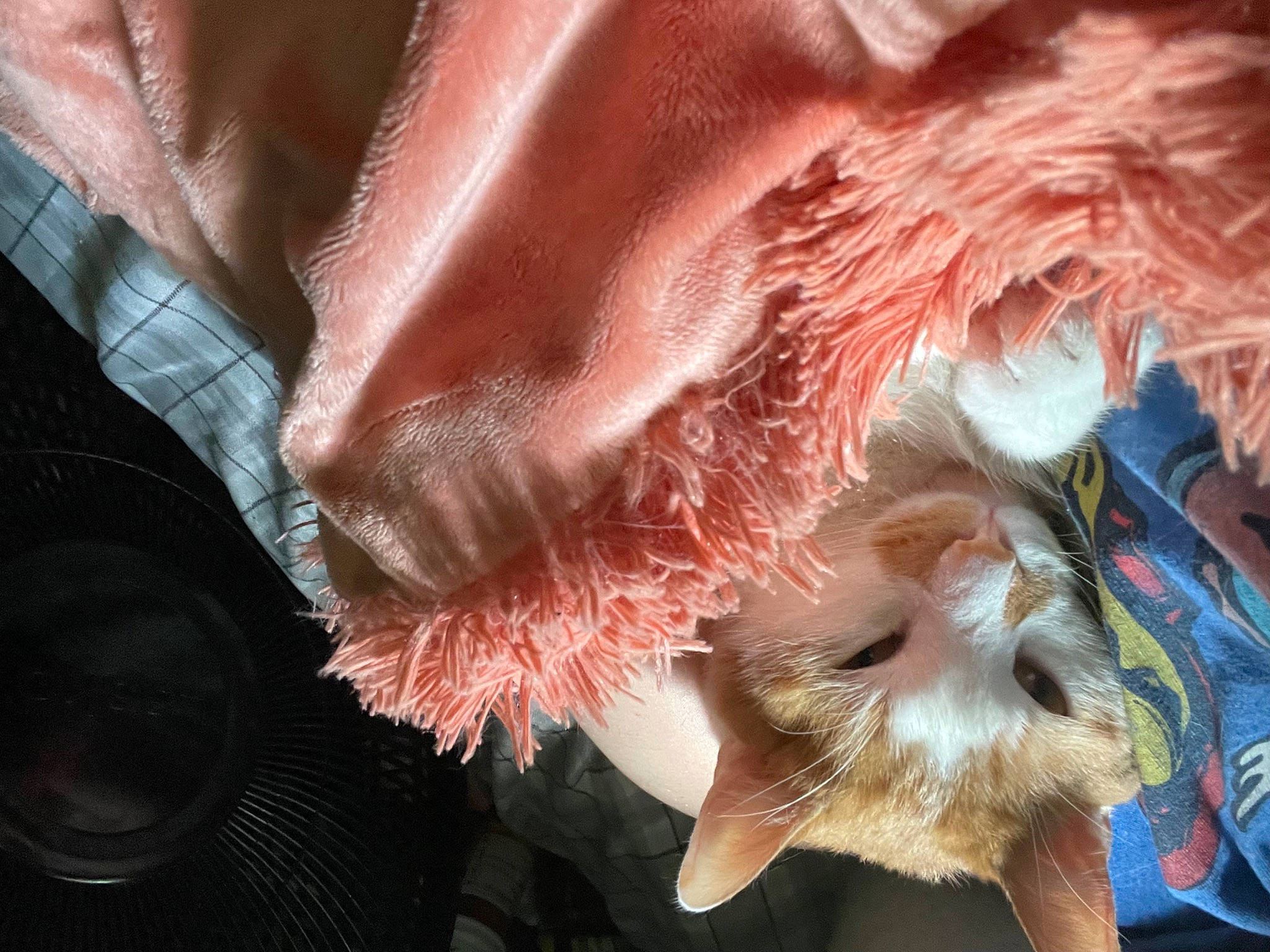 Cookie Monster joined the competition — help win amazing prizes! animal_product, carnivore, companion_dog, dog_breed, ear, eyelash, fawn, feather, felidae, finger, fur, gesture, liver, nail, small_to_medium_sized_cats, snout, sporting_group, sunglasses, vertebrate, whiskers