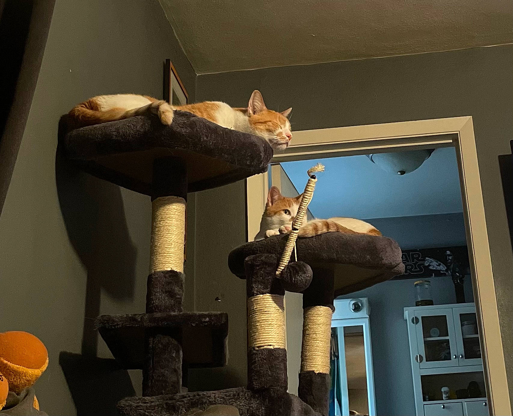 Jupiter is registered to the contest to win money with this photo: art, artifact, building, carnivore, cat, cat_supply, ceiling, comfort, fawn, felidae, fur, interior_design, room, small_to_medium_sized_cats, tail, trunk, visual_arts, whiskers, window, wood