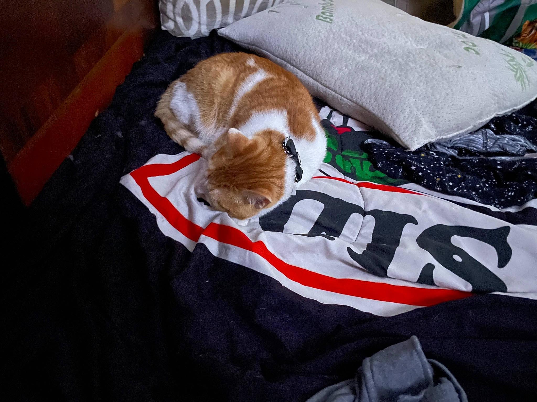 Jupiter is registered to the contest to win money with this photo: canidae, carmine, carnivore, cat, comfort, companion_dog, dog_breed, domestic_short_haired_cat, fawn, felidae, fur, hardwood, linens, nap, paw, small_to_medium_sized_cats, snout, tail, whiskers, wood