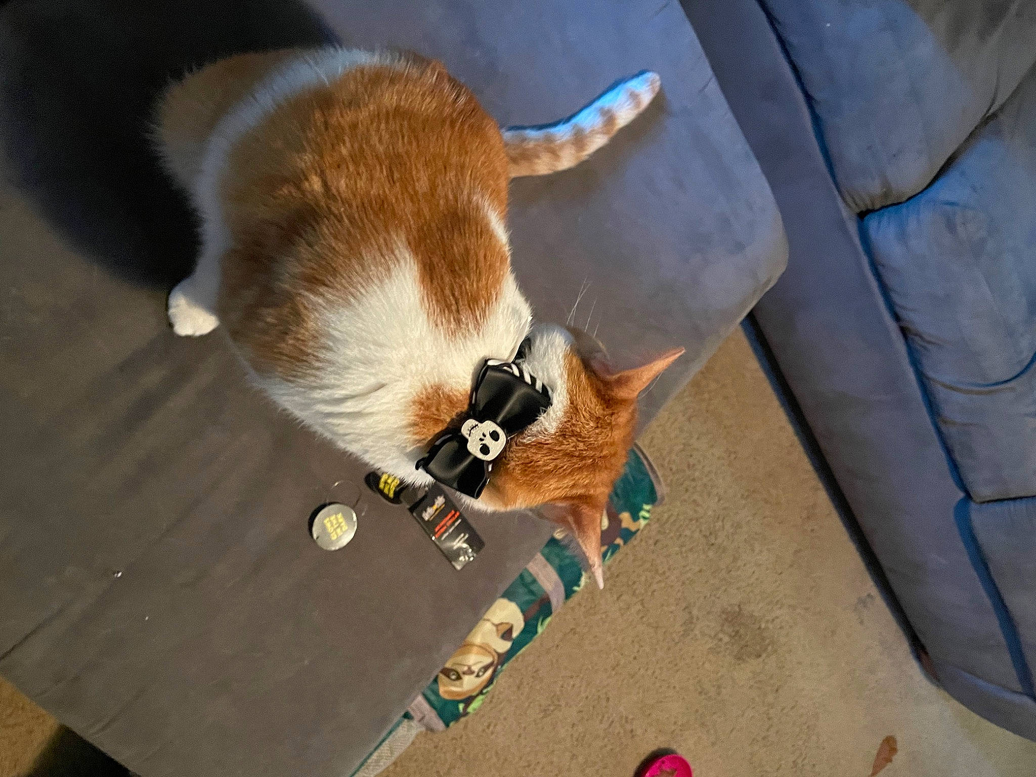 Jupiter is registered to the contest to win money with this photo: canidae, carnivore, cat, claw, companion_dog, dog_breed, domestic_short_haired_cat, eyewear, fawn, felidae, flooring, fur, paw, small_to_medium_sized_cats, snout, sporting_group, sunglasses, tail, whiskers, wood