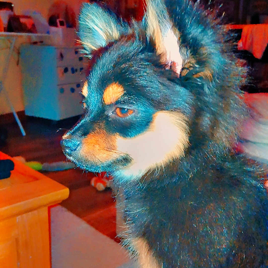 Buck a rejoint le concours — aidez-le/la à gagner de superbes lots ! dog, small_dog, fluffy, black_fur, tan_fur, pet, indoor, living_room, couch, furniture, table, decorations, floor, carpet, side_view, animal, cute, ears_up, alert, domestic