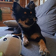 Buck a rejoint le concours — aidez-le/la à gagner de superbes lots ! dog, plush_toy, couch, indoor, pet, black_dog, tan_markings, wooden_wall, shelf, can, decor, pillow, cozy, furniture, animal, cute, relaxed, toy, living_room, fur