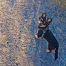 Buck a rejoint le concours — aidez-le/la à gagner de superbes lots ! dog, small_dog, outdoor, path, ear_up, happy, looking_up, pet, canine, sunlight, shadow, nature, fur, black_and_tan, walking, animal, daylight, leash, grass, playful