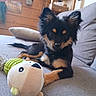 Buck a rejoint le concours — aidez-le/la à gagner de superbes lots ! puppy, dog, toy, plush_toy, couch, indoor, pet, black_dog, tan_markings, wood_paneling, cozy, home, furniture, playful, animal, pet_toy, relaxing, small_dog, canine, cute