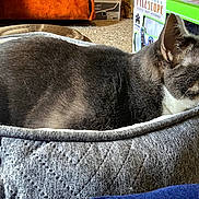 Groot joined the competition — help win amazing prizes! cat, pet_bed, gray_cat, indoor, carpet, foot, telescope_box, quilted_bed, animal, resting, feline, cozy, household, side_view, domestic, fur, relaxed, looking, closeup, background