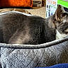 cat, pet_bed, gray_cat, indoor, carpet, foot, telescope_box, quilted_bed, animal, resting, feline, cozy, household, side_view, domestic, fur, relaxed, looking, closeup, background
