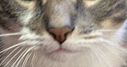 Groot is registered to the contest to win money with this photo: animal, cat, close_up, curious, cute, domestic, face, feline, focused, fur, green_eyes, indoor, looking, mammal, paw, pet, portrait, tabby, whiskers, young