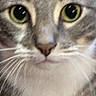 Groot is registered to the contest to win money with this photo: cat, tabby, close_up, green_eyes, whiskers, fur, pet, animal, curious, indoor, paw, mammal, face, portrait, looking, feline, cute, domestic, young, focused