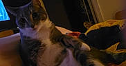 Groot joined the competition — help win amazing prizes! cat, indoor, animal, pet, feline, resting, blanket, colorful, cozy, curious, dim_light, fur, whiskers, ears, paw, relaxed, home, comfort, domestic, portrait