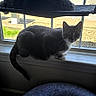 Groot is registered to the contest to win money with this photo: cat, cats, window, indoor, pets, animal, feline, hammock, windowsill, daylight, curious, relaxed, domestic, two, gray, striped, house, sunlight, resting, cozy