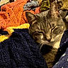 cat, tabby_cat, knitted_blanket, cozy, sleeping, indoor, soft_texture, orange, blue, white, patterned_fabric, pet, resting, cute, comfort, warm_lighting, feline, relaxation, home, closeup