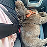 Balou participe au concours pour gagner de l'argent avec cette photo : animal, brown_dog, car, car_interior, center_console, close_up, cute, dog, fur, harness, lying_down, orange_harness, passenger, pet, portrait, puppy, relaxed, seat, sleeping, vehicle
