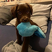 Balou a rejoint le concours — aidez-le/la à gagner de superbes lots ! blanket, chocolate_brown, couch, cozy, cute, dog, floppy_ears, home, indoors, mouth, pet, pillows, playful, plush_toy, portrait, puppy, sitting, sofa, toy, wide_eyes
