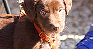 Balou a rejoint le concours — aidez-le/la à gagner de superbes lots ! animal, blue_shoe, brown_eyes, brown_fur, close_up, cute, dog, floppy_ears, gravel, ground, leash, orange_harness, outdoor, pet, photography, portrait, puppy, standing, sunlight, young_dog