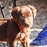 animal, blue_shoe, brown_eyes, brown_fur, close_up, cute, dog, floppy_ears, gravel, ground, leash, orange_harness, outdoor, pet, photography, portrait, puppy, standing, sunlight, young_dog