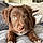Balou
