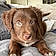 Balou