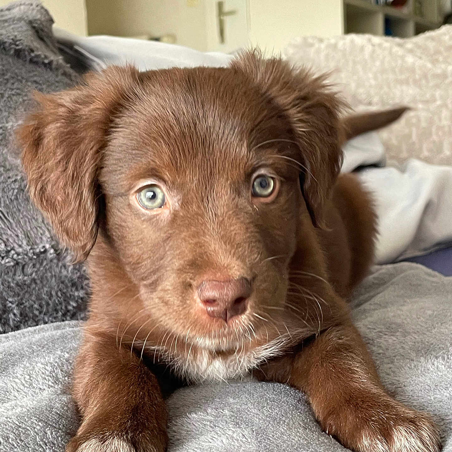 Balou