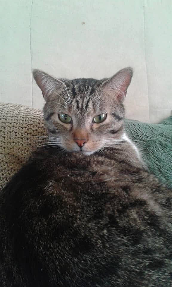 Croquette a rejoint le concours — aidez-le/la à gagner de superbes lots ! aegean_cat, american_shorthair, american_wirehair, asian, australian_mist, california_spangled, carnivore, cat, domestic_short_haired_cat, dragon_li, egyptian_mau, european_shorthair, felidae, kitten, mammal, ocicat, small_to_medium_sized_cats, tabby_cat, vertebrate, whiskers