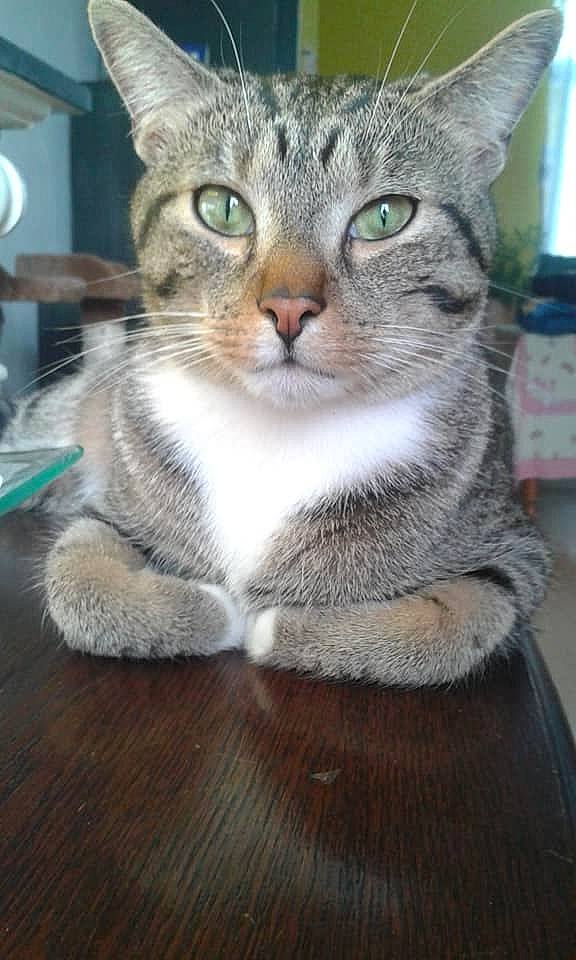 Croquette participe au concours pour gagner de l'argent avec cette photo : aegean_cat, american_shorthair, american_wirehair, asian, australian_mist, carnivore, cat, domestic_short_haired_cat, dragon_li, egyptian_mau, european_shorthair, felidae, mammal, pixie_bob, singapura, small_to_medium_sized_cats, snout, tabby_cat, vertebrate, whiskers