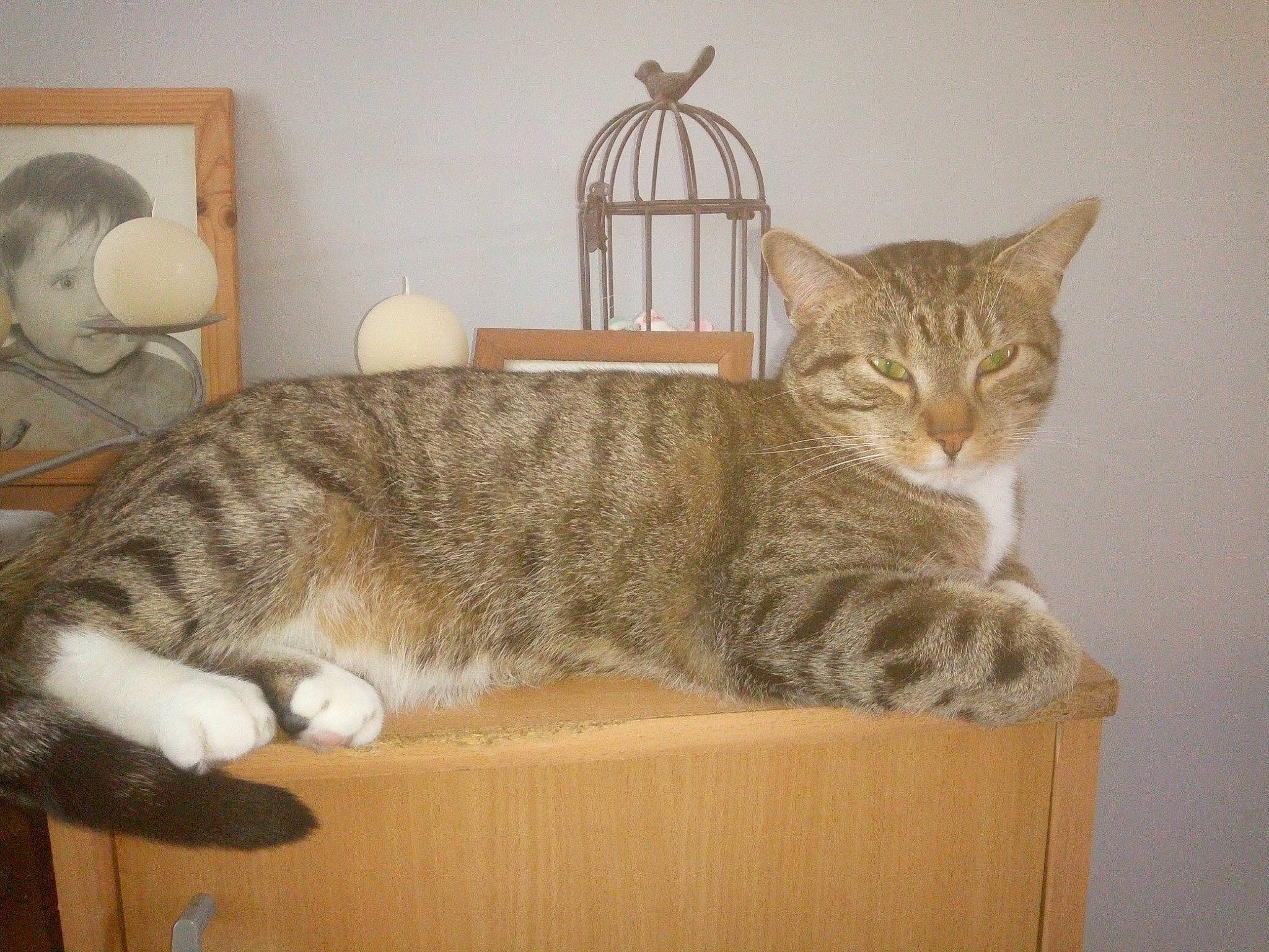 Croquette a rejoint le concours — aidez-le/la à gagner de superbes lots ! american_wirehair, asian, australian_mist, carnivore, cat, cat_bed, domestic_short_haired_cat, dragon_li, european_shorthair, fawn, felidae, small_to_medium_sized_cats, tabby_cat, tail, whiskers