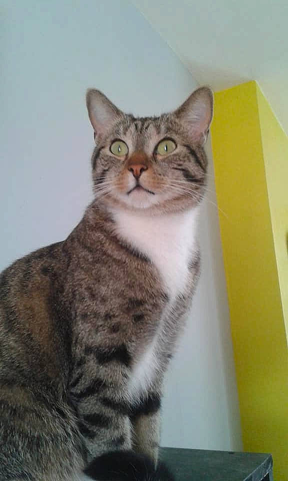 Croquette participe au concours pour gagner de l'argent avec cette photo : aegean_cat, american_bobtail, american_shorthair, american_wirehair, arabian_mau, asian, australian_mist, british_semi_longhair, california_spangled, carnivore, cat, domestic_short_haired_cat, dragon_li, european_shorthair, felidae, mammal, small_to_medium_sized_cats, tabby_cat, vertebrate, whiskers