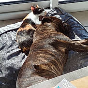 Ruby participe au concours pour gagner de l'argent avec cette photo : dog, cat, blanket, sunlight, window, indoor, nap, resting, calico_cat, brindle_dog, cozy, pets, floor, sunny, relaxation, animal_companions, home, puzzle_box, peaceful, furry_friends
