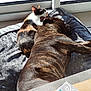 dog, cat, blanket, sunlight, window, indoor, nap, resting, calico_cat, brindle_dog, cozy, pets, floor, sunny, relaxation, animal_companions, home, puzzle_box, peaceful, furry_friends