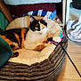 Ruby a rejoint le concours — aidez-le/la à gagner de superbes lots ! cat, calico_cat, pet_bed, toy, feather_toy, indoor, cozy, plush, folded_blankets, wooden_floor, playful, fur, green_eyes, resting, paw, household, comfort, domestic, cute, animal