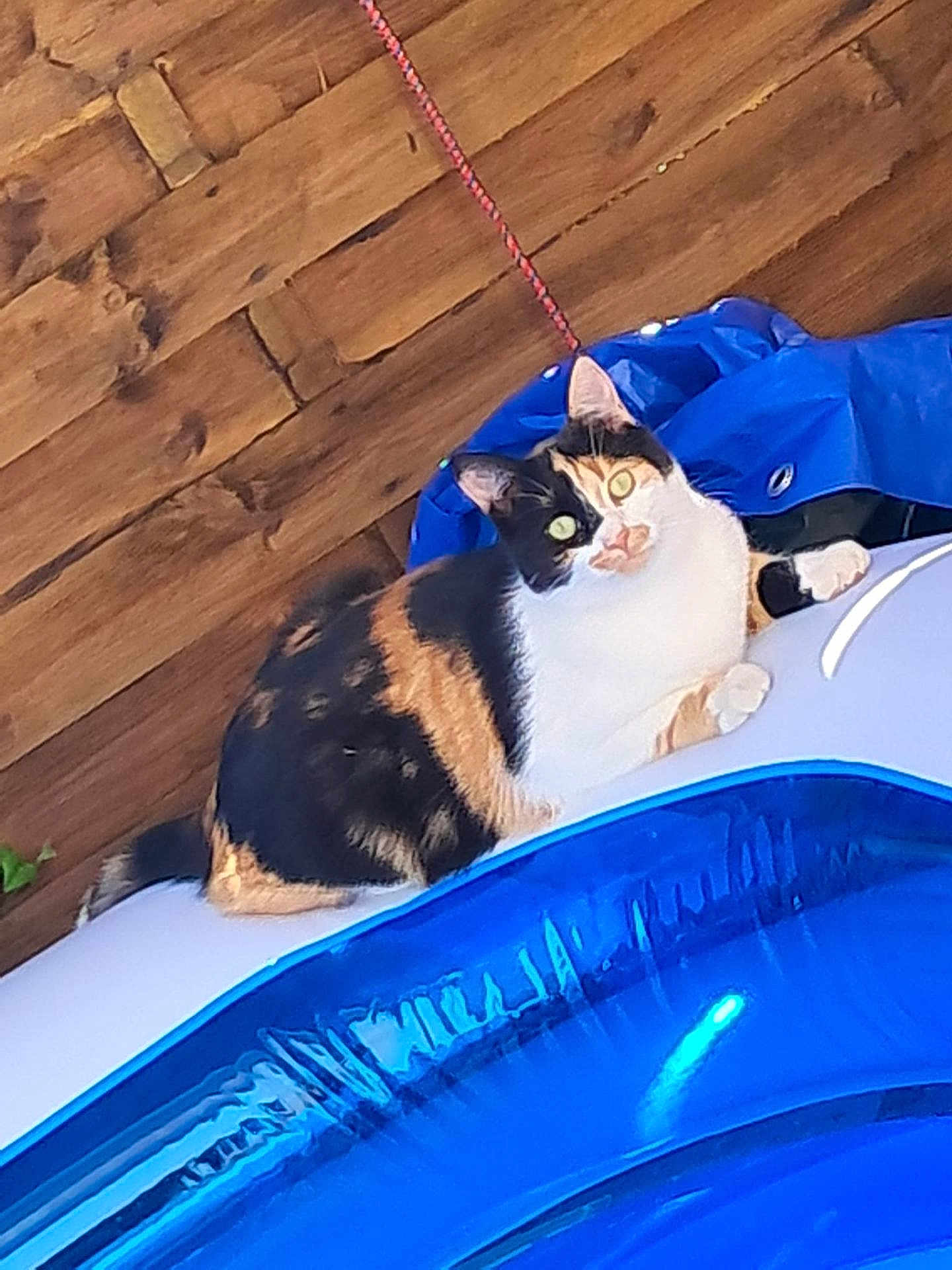 Ruby a rejoint le concours — aidez-le/la à gagner de superbes lots ! cat, calico_cat, animal, pet, inflatable_pool, blue, outdoor, wooden_fence, relaxed, curious, summer, leisure, backyard, feline, domestic_animal, resting, colorful, playful, sunlight, nature