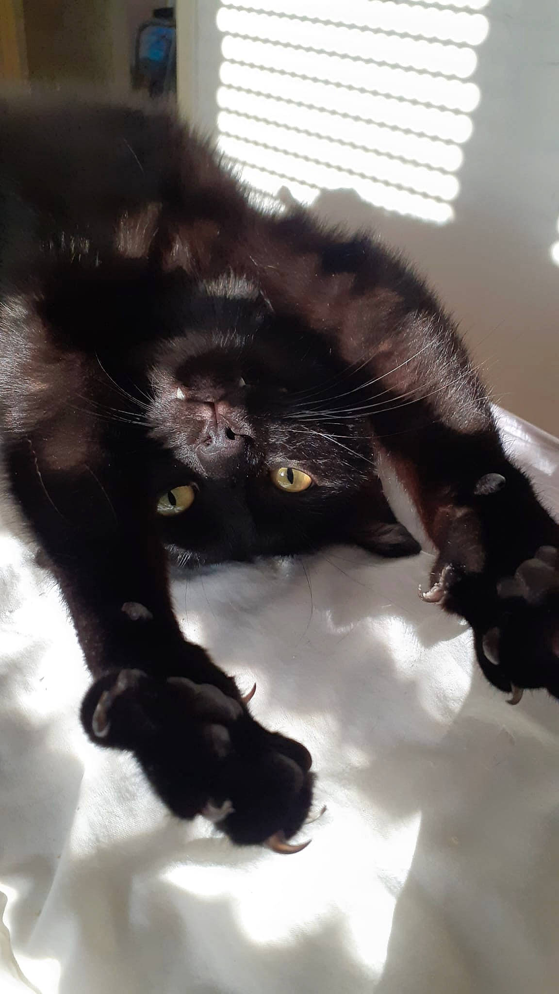 Ghosti a rejoint le concours — aidez-le/la à gagner de superbes lots ! black_cat, bombay, canidae, carnivore, cat, claw, comfort, dog_breed, domestic_short_haired_cat, felidae, fur, gesture, paw, small_to_medium_sized_cats, snout, sporting_group, tail, terrestrial_animal, whiskers