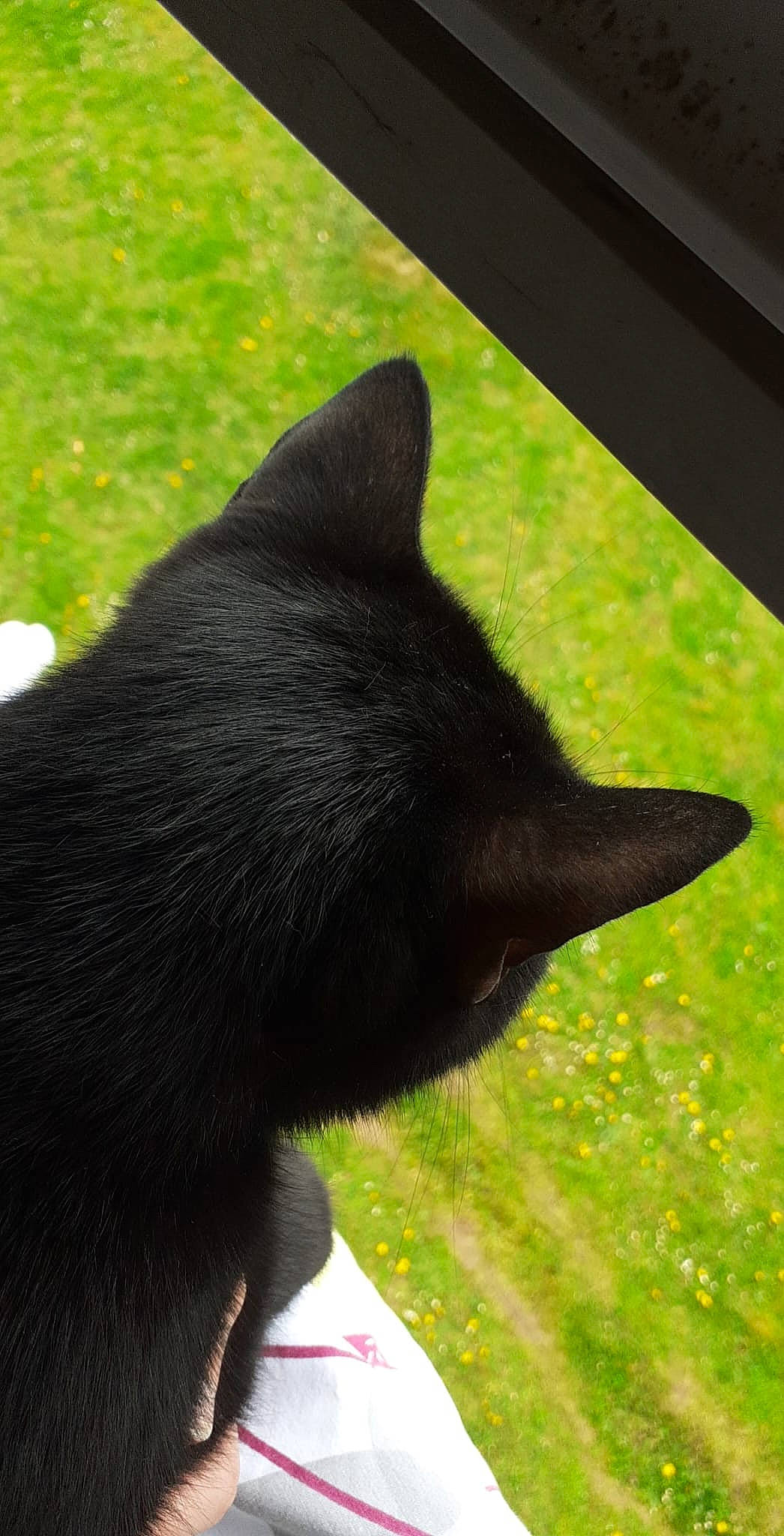 Ghosti a rejoint le concours — aidez-le/la à gagner de superbes lots ! black_cat, bombay, canidae, carnivore, cat, dog_breed, domestic_short_haired_cat, felidae, fur, grass, herbaceous_plant, plant, shadow, small_to_medium_sized_cats, tail, terrestrial_animal, tints_and_shades, tree, whiskers, window