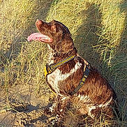 Sam participe au concours pour gagner de l'argent avec cette photo : dog, pet, spaniel, tongue_out, harness, wet_fur, beach, sand, dune_grass, outdoor, sunlight, golden_hour, sitting, playful, shadow, paws, brown_coat, canine, portrait, nature