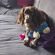 Sam participe au concours pour gagner de l'argent avec cette photo : animal, blanket, blue_ball, brown, couch, cozy, dog, fur, furniture, home, indoor, pet, pink_toy, plush_toy, purple_blanket, relaxed, resting, soft_toy, toy, white