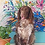 Sam a rejoint le concours — aidez-le/la à gagner de superbes lots ! dog, brown_dog, pet, portrait, floral_painting, colorful_background, potted_plant, plant, fur, sitting, tongue_out, indoor, table, white_surface, long_ears, speckled_legs, friendly, closeup, decor, art