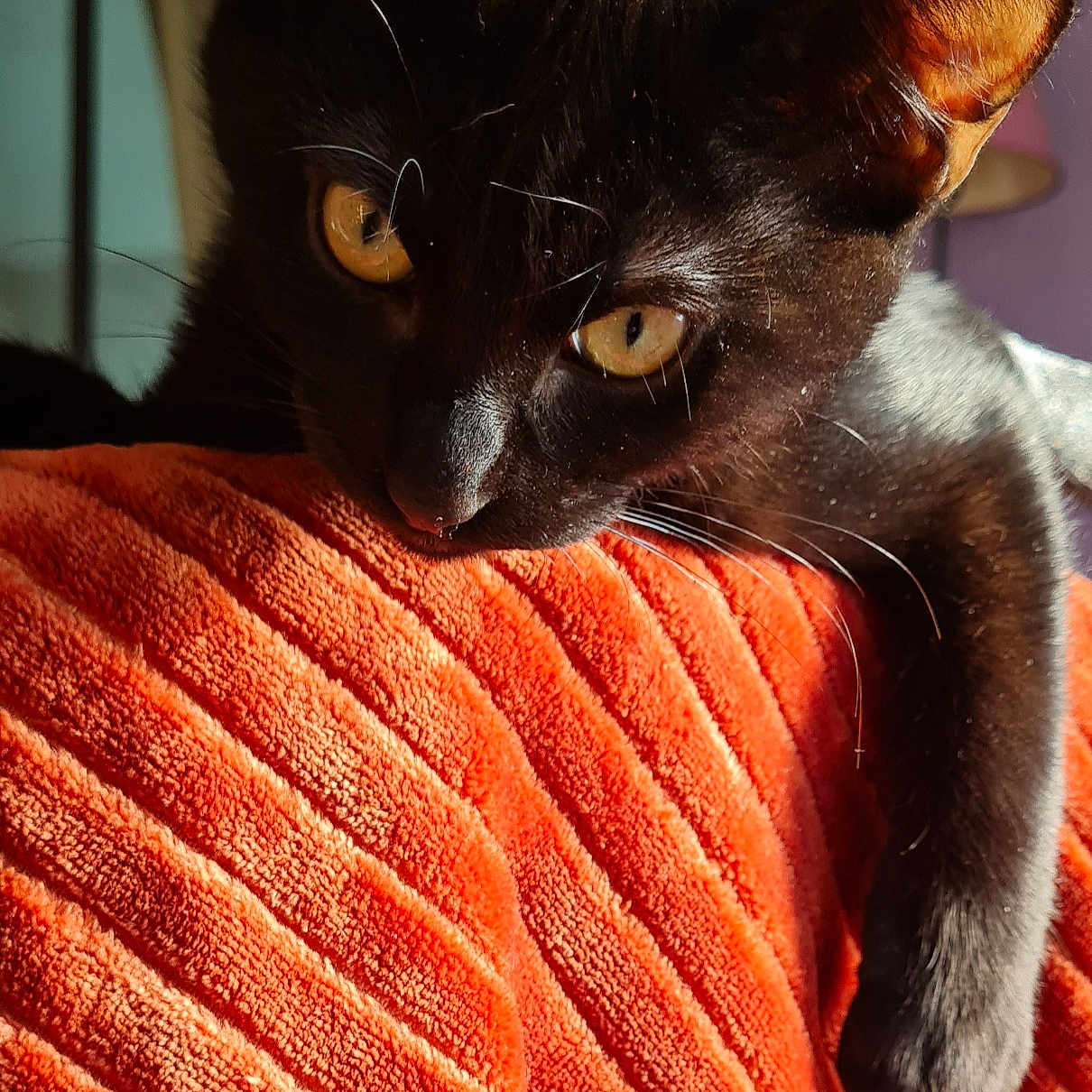 Voyou a rejoint le concours — aidez-le/la à gagner de superbes lots ! abyssinian, animal, blackcat, blanket, cat, kitten, manx, pet, quilt, towel