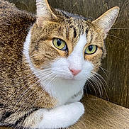 Cowgirl joined the competition — help win amazing prizes! animal, calm, cat, close_up, cute, domestic_cat, feline, fur, green_eyes, indoor, looking, mammal, pet, portrait, resting, tabby, tabby_cat, whiskers, white_fur, wooden_surface