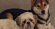 Ace And Cocoa joined the competition — help win amazing prizes! animal, beige, calm, canine, companions, couch, cozy, cute, dog, domestic, fluffy, friendship, fur, indoor, living_room, pets, portrait, relaxed, resting, two_dogs