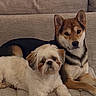 dog, pets, couch, indoor, two_dogs, fluffy, beige, relaxed, companions, fur, cute, animal, domestic, friendship, resting, portrait, canine, living_room, cozy, calm