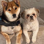 Ace And Cocoa is registered to the contest to win money with this photo: animal, companion, couch, cute, dog, domestic, ears, face, friendly, fur, furniture, home, indoor, looking, pets, relaxed, shiba_inu, sitting, small_dog, two_dogs