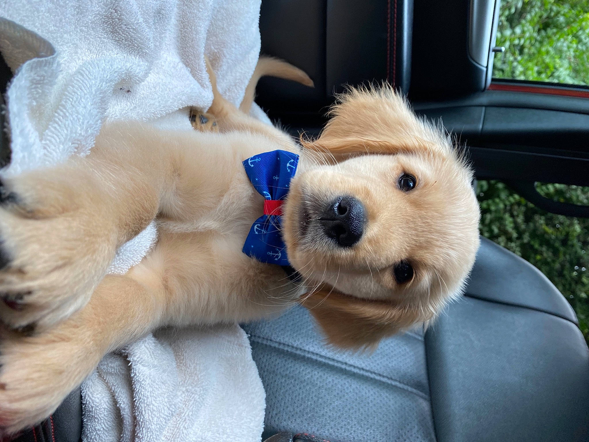 Barkley is registered to the contest to win money with this photo: canidae, carnivore, collar, companion_dog, dog, dog_breed, dog_collar, family_car, fawn, fur, mammal, plant, plush, snout, sporting_group, stuffed_toy, teddy_bear, toy, vehicle, whiskers