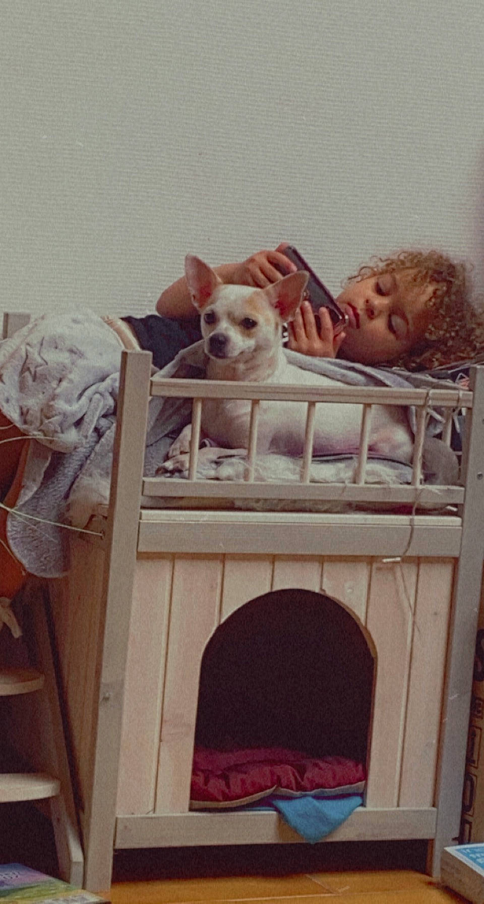 Mhéléna a rejoint le concours — aidez-le/la à gagner de superbes lots ! art, bed, canidae, carnivore, chair, comfort, companion_dog, dog, dog_breed, dog_supply, door, fawn, hardwood, house, person, room, shelving, sporting_group, toy, toy_dog