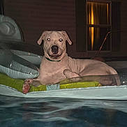 Ricco is registered to the contest to win money with this photo: dog, puppy, canine, pet, animal, pool, inflatable_pool, water, night, outdoor, house, window, collar, white_dog, sitting, lying_down, happy, portrait, flash_photography, backyard